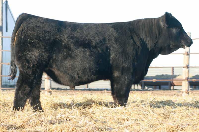 NLC Upgrade U8676 GLS Miss BTE W149 WS Hallmark T2 Hart Lady Desperado R429 Dams BW Ratio- 3@102, WW Ratio- 3@101 This INTEGRATE calf is about the best calf you are going to see this season.
