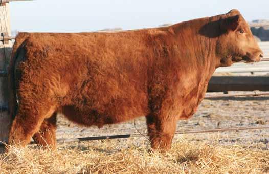 High Roller 39W Triple C Magical Moment Hart Miss 503Y Hart Miss Paramount P170 Topy 5% for WW Here is the one and only red bull calf that was born this year out of WS ALL-AROUND.