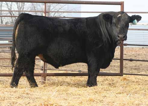 59 116 61 JF Wide Open 3215A (Nation Wide) Homozygous Black Homozygous Polled Purebred #2763758 Tattoo: 3215A Birth: