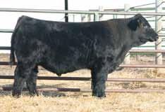 82 Herd Bull Prospects with complete performance and ultrasound scan data sell on February 12th!