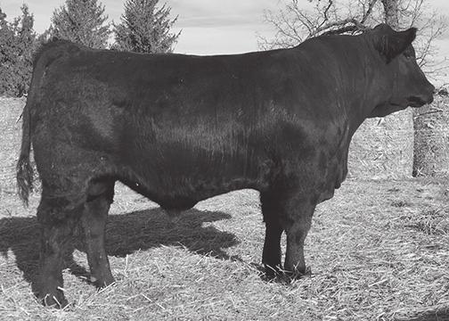 Big Jay is a moderate framed bull who is loaded with middle. Twin to 3. His dam gets it done year after year and was named a Dam of Merit her first year eligible.