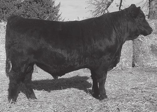 1220 SC: 38.8 13-3.2 65 95 26 59 2-0.41 25 0.39-0.28 65.85 Need a Purebred to put on some heifers? Here you go! Impact x Freedom spells sure shot calving ease.