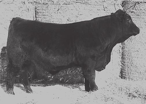 WW: 668 YW: 1161 SC: 39.7 15-1.7 63 98 18 50 0-0.15 26 0.57 0.33 77.32 A nice combination bull in 8 that blends calving ease and carcass traits. Top 15% for REA and calving ease.