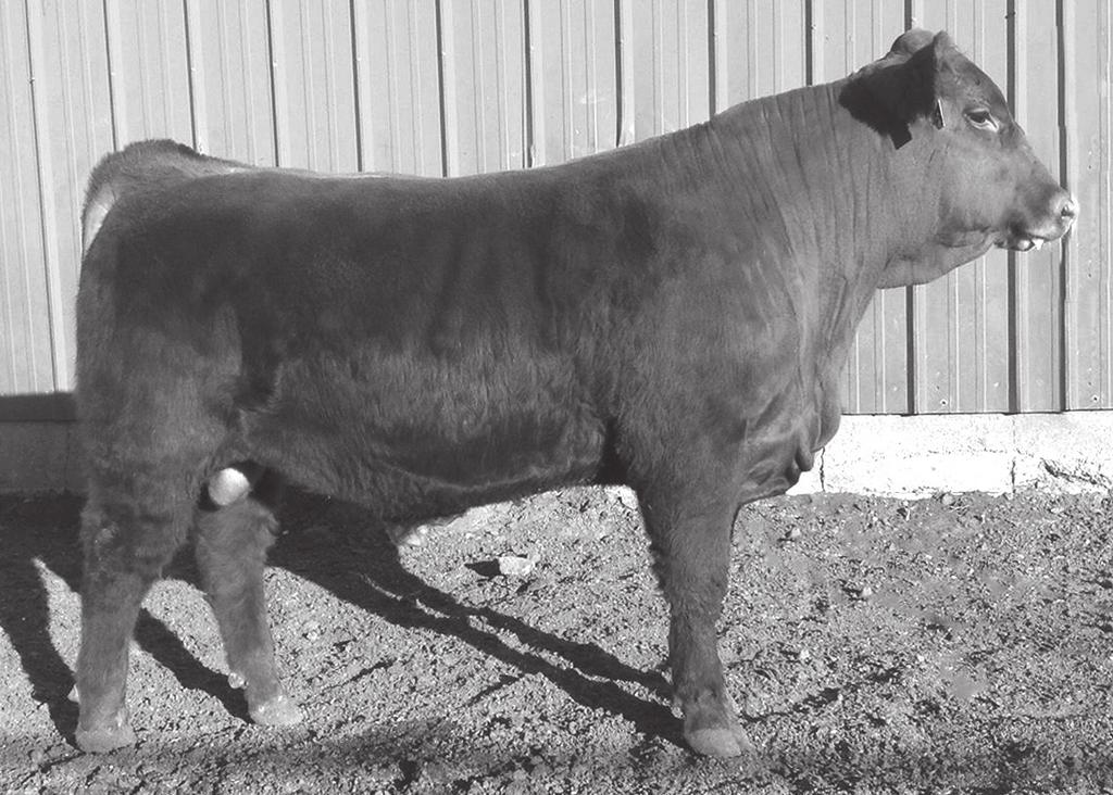 Wide based and sure footed on the move. His Yield Grade EPD ranks in the top 2%. Would work great on high % Angus females. Genomically Enhanced EPDs.