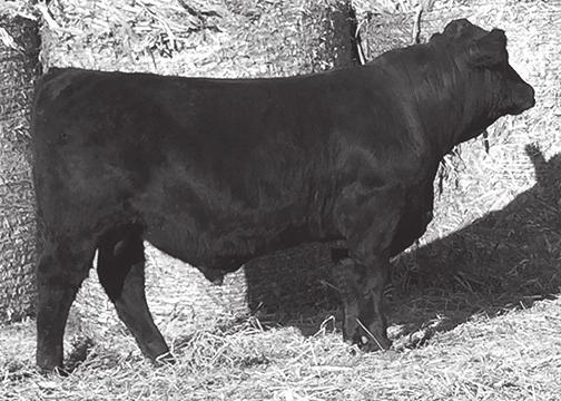 CIBS Kenzie 0152X SC: 39.4 13 0.7 71 111 27 63 2-0.30 36 0.49-0.08 70.55 Carver comes from a powerful first calf heifer.