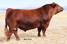 2.99 126 48 1 0.2 69 104 21 0 11 5 14 0.2 0.11 30 0.2 0.02 Look at this pedigree; Mulberry, Milk Creek Cub, New Trend, Rambo, Phenotype. Excellent foot, deep body, strait lines and performance!
