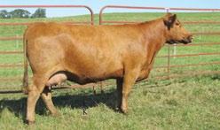 01 s 57-60 are out of the great Tarmily cow from Damar Farms. Tarmily is a very structurally sound cow with great maternal traits. She has been known to produce excellent females.