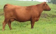 67 RRA Rachel 246 746 RRA GAME PLAN 536 The sire of the next six bulls VGW Game Plan 508 was used in our ET program on two of our foundation females RRA Rachel 246 746 and Phyllis 47.