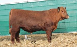 In last years sale, one of the buys of the sale, RRA Game Plan 746 4115, was made by long time customer Olsen Red Angus. Thank you Gary!