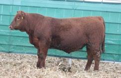 RRA GAME PLAN 535 BW 92 WW 648 1260 ADG 3.74 Reg# 1743355 1A 100% DOB 1/02/2015 69 Buy multiple brothers and breed uniformity into your herd! 70 BW 85 WW 544 1140 ADG 3.