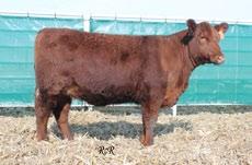 Good cattle and good people; the Red Angus Breed has a lot of them in all shapes and sizes! This young lady has been a good one from the start.