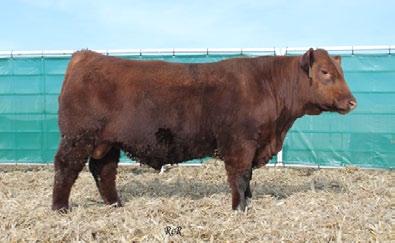 3 RRA SOLDIER 505 Reg# 1743248 1A 100% DOB 12/05/2014 BW 78 WW 714 1480 ADG 4.17 We have been excited about this bull since the moment he hit the ground.