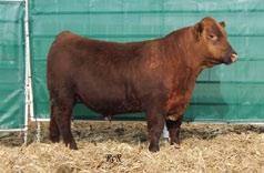 Take a look at this bull s balanced EPD profile. We will be retaining a 50% semen interest.
