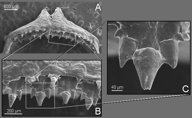 Figure 2. SEM of upper jaw of Stygichthys typhlops. A) View of the anterior part of the upper jaw. B) Detail of both series of teeth. C) Enlargement of a single tooth, showing the five cusps.