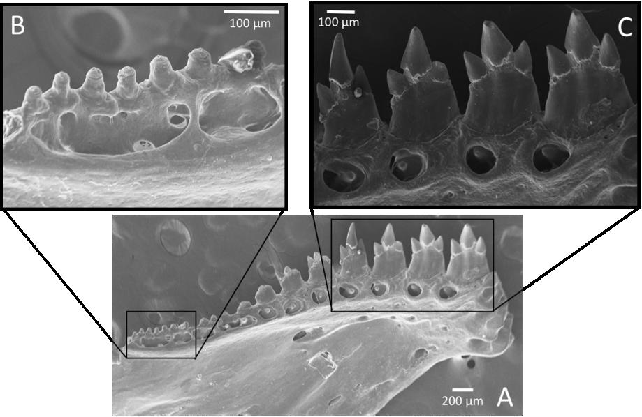 Figure 3. SEM of lower jaw of Stygichthys typhlops. A) View of the anterior part of the left lower jaw. B) Small teeth in the posterior margin of the left lower jaw.