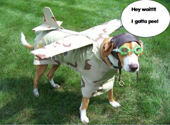 Are these goggles my prescription? From the Safety Officers Tom Gatchell and ARF the wonder dog.