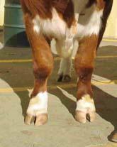 Constant pulling will desensitize your calf and the calf will become stubborn. Animals respond to a reward system.