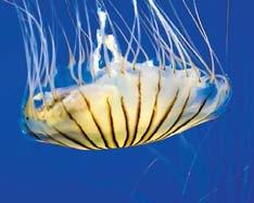 Emergency care is necessary if the victim has been stung by a lethal jellyfish, does not know what caused the sting, has a history of allergic reactions to stings from aquatic life, has been stung on