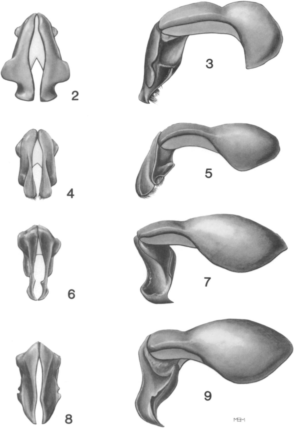 THE COLEOPTERISTS BULLETIN 42(1), 1988 47 Figs. 2-9. Parameres of male genitalia, caudal view (left), lateral view (right).