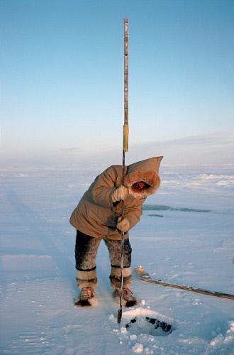 Aipilik, an Inuit hunter uses an ice chisel to make a hole in sea ice for