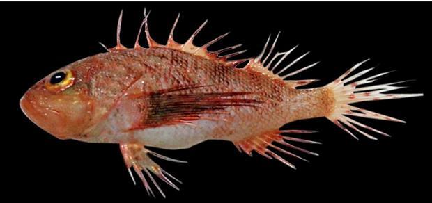 72 FISHTAXA (2017) 2(2): 71-75 Figure 1. Brachypterois curvispina, 102 mm, TL (a=spines on the lateral line of maxilla and b= body scale).