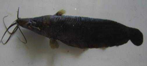 Fig. 6: Heteropneustes fossilis Fig. 10: Cirrhinus reba Fig.