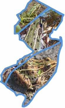 NEW JERSEY DEPARTMENT OF ENVIRONMENTAL PROTECTION DIVISION OF FISH & WILDLIFE ENDANGERED & NONGAME SPECIES PROGRAM The Leopard Frogs of New Jersey Introduction to Leopard Frogs More than a dozen