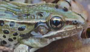 Diagnostics include large external vocal sacs (in males) and a tympanic spot (off-white or beige) that may be small and faint compared to R. sphenocephala, or totally absent in some frogs.