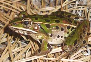 Southern Leopard Frog (Rana sphenocephala) Color and Characters: Body Size: 2⅓ 2¾. Color highly variable; lime-green to dark brown between individuals.