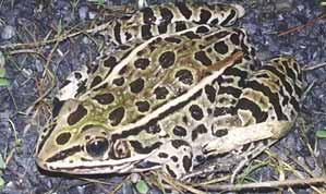 Northern Leopard Frog (Rana pipiens) Color and Characters: Body Size: 2½ 3. Color likely similar to that described for R. sphenocephala.