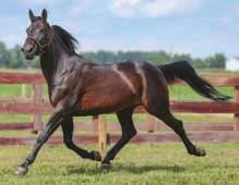 He won three times at two, including a $119,600 Gold final and $285,000 Ontario Sire Stakes Super Final. One of his many runner-up performances came in the $105,494 Champlain.