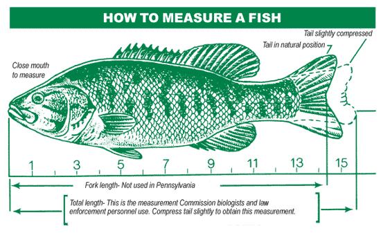 No obstructions in the nose or tail of the fish else your fish will be DQed. Measurements need to be rounded down to the ¼ mark unless the tail is clearly touching the line.