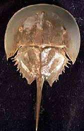 Invertebrate Notes Invertebrate Phyla: Trilobita-- trilobites (extinct) Arthropoda Cheliceratahorseshoe crabs, spiders,