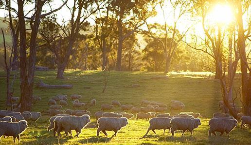 Summary of Drivers Merino 1. Low production of finer wool 2. Virtually no stocks left 3.