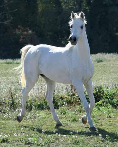 Her full sibling Ghazal (Nazeer x Bukra), who came to Germany, represented the typey Dahman Shahwan tail line from the Nejd in Europe.