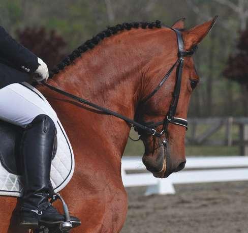 with no interference. i see dressage as equine ballet, so most [dressage] adopters are looking for a horse that is light on their feet and athletic.