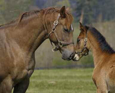 ECONOMIC IMPACT OF BRITISH RACING SECTION 3 In 2008 nearly 6,000 foals were produced from Britain s 10,740 active broodmares, the sixth highest total in the world.
