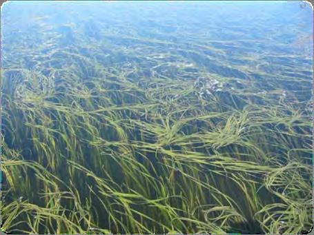 seagrass beds, which is the ecosystem