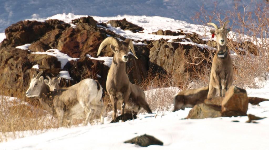 Sierra Nevada Bighorn Sheep Proposal Emily Cline Background: The Sierra Nevada bighorn sheep population began being threatened as early as the 1850s with the arrival of gold miners to the Sierra