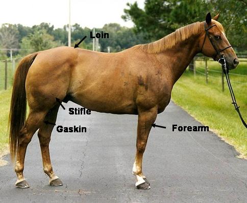 When examining the horse from the side, the muscling over the back and loin area should be smooth and defined rather than weak.