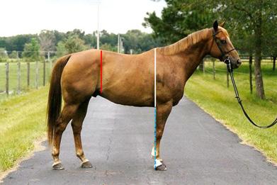 The hind legs reaching under the body are the source of power for the horse to move forward and also allow the horse to maneuver and adjust easily.