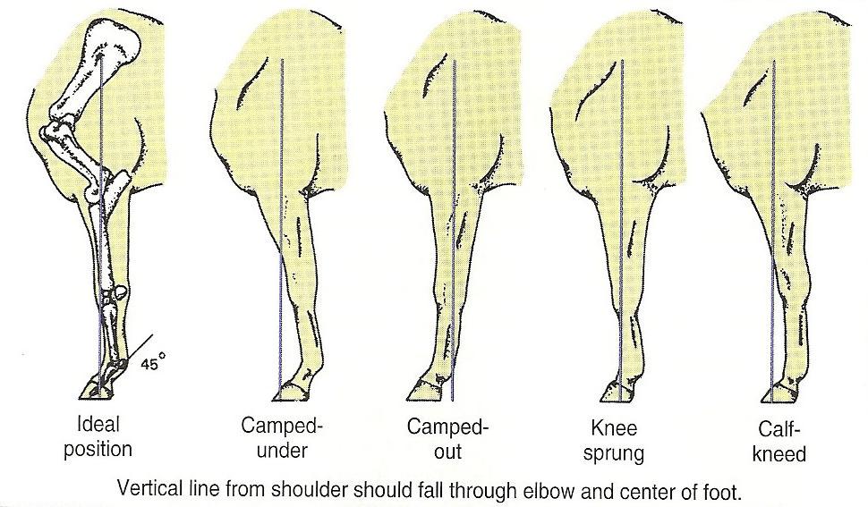 When observing the front legs from a front view (facing the horse), one should be able to draw a straight line from the point of the shoulder to the ground that bisects the leg exactly in half