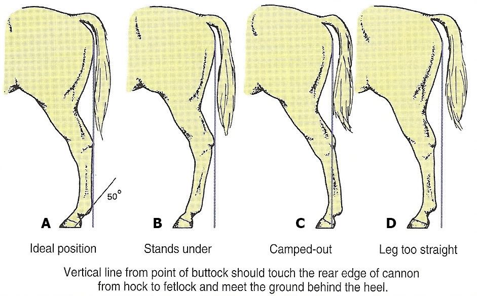 Two other conditions that may be observed from the side of the horse are calf knees (back at the knee) and buck knees ( knee sprung or over at the knees).