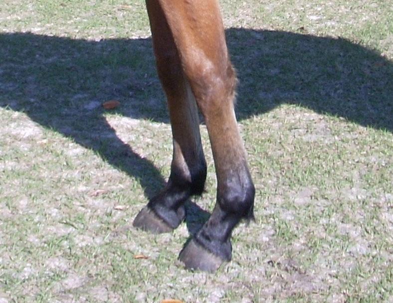 sickle-hocked horse, the hind legs will often be farther behind the horse than they should be (camped out).