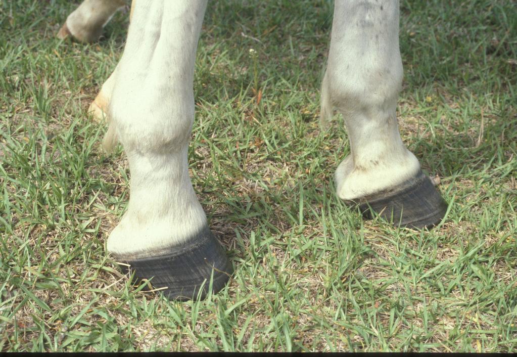 Lower leg conformation A final important consideration when examining the horse s legs, both front and hind, is the angle and length of the pastern.