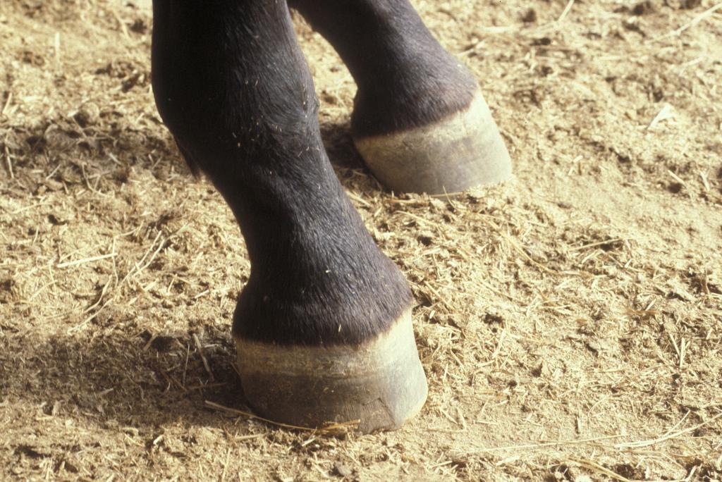 The pastern angle typically matches the with slightly too much angle, and (C) much too steep an angle.