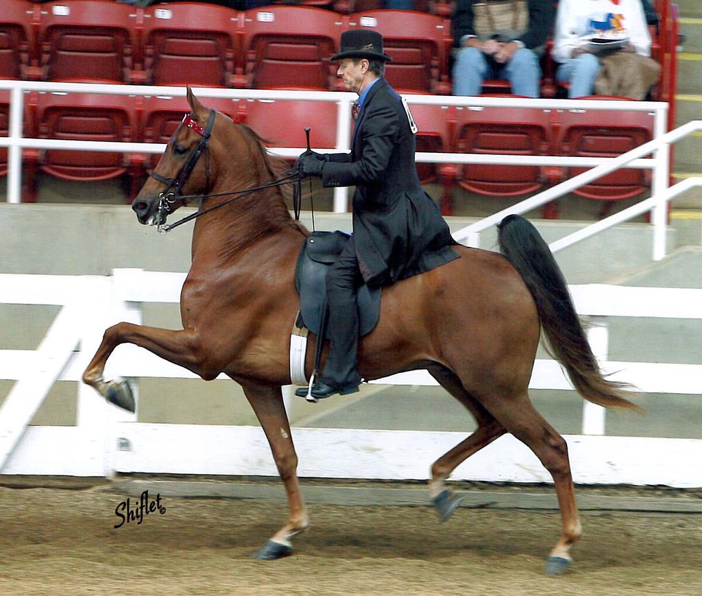 It is important for all horses to bring their hind legs well underneath themselves to power their movement.