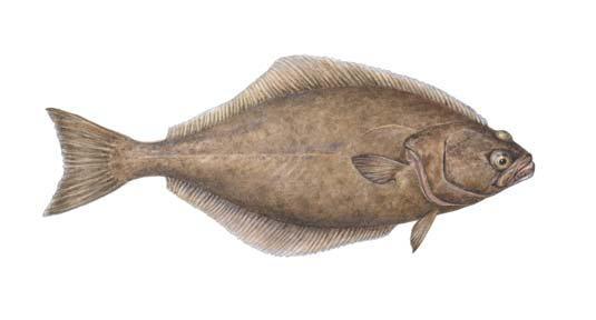 0 Commercially Important Atlantic Flatfishes American plaice (Hippoglossoides platessoides) Atlantic halibut (Hippoglossus hippoglossus) Summer flounder (Paralichthys dentatus) Windowpane flounder