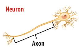 Non-fiction: Hard Hit A concussion harms the neurons (nerve cells) of the brain. It damages their axons, or filaments. It also throws neurotransmitters out of balance.