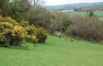 You will soon be following along the bottom of a large cluster of gorse bushes.